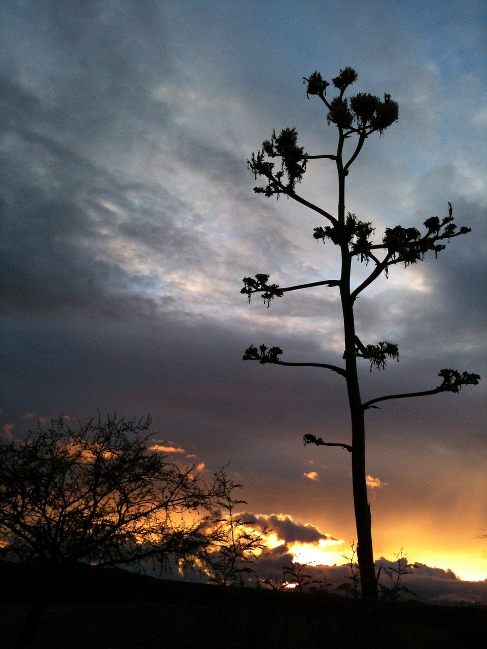 sunset landscape trees free photo