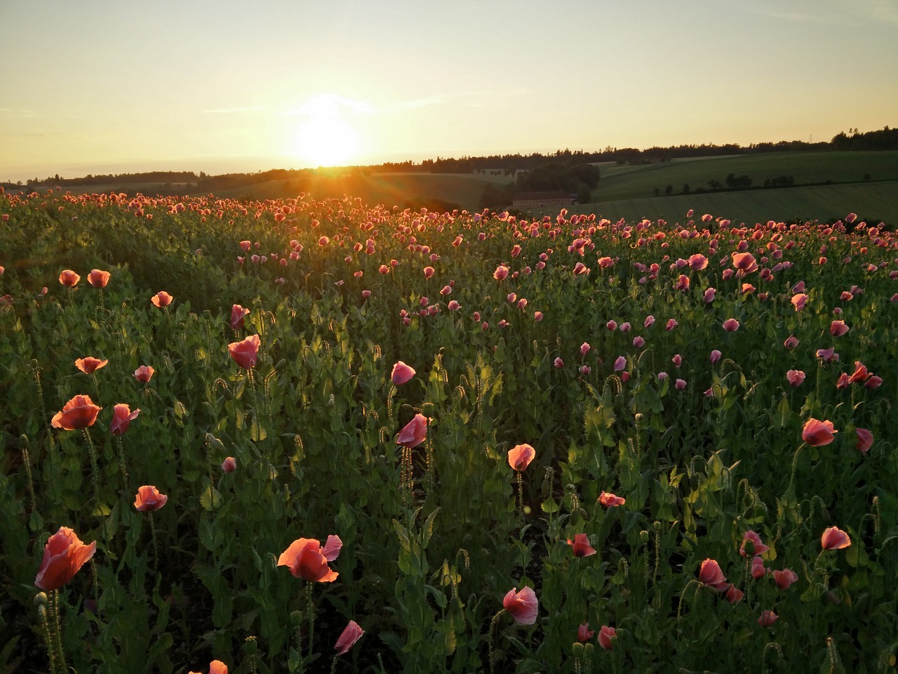 sunset poppies field free photo