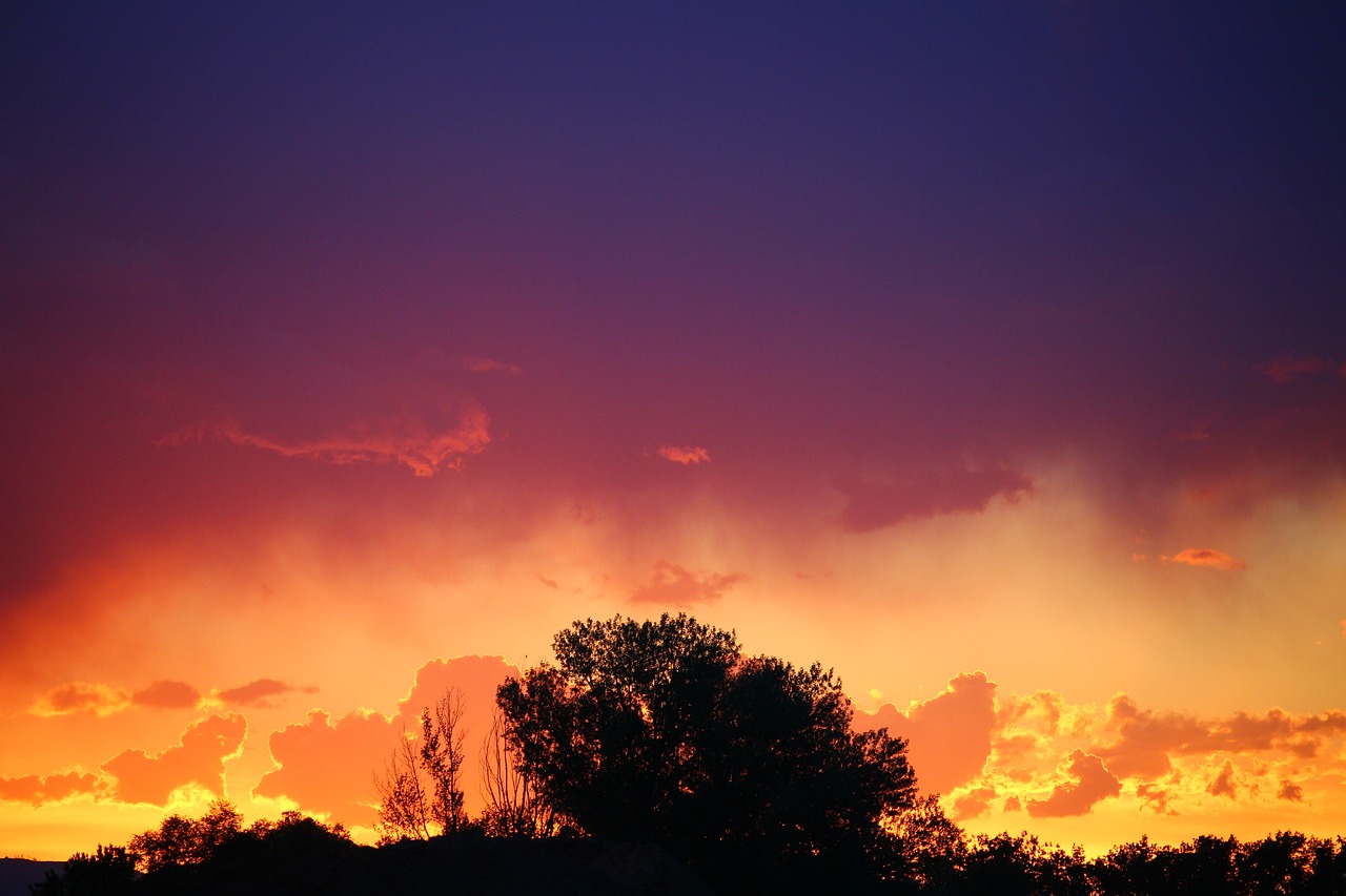 sunset contrast tree free photo