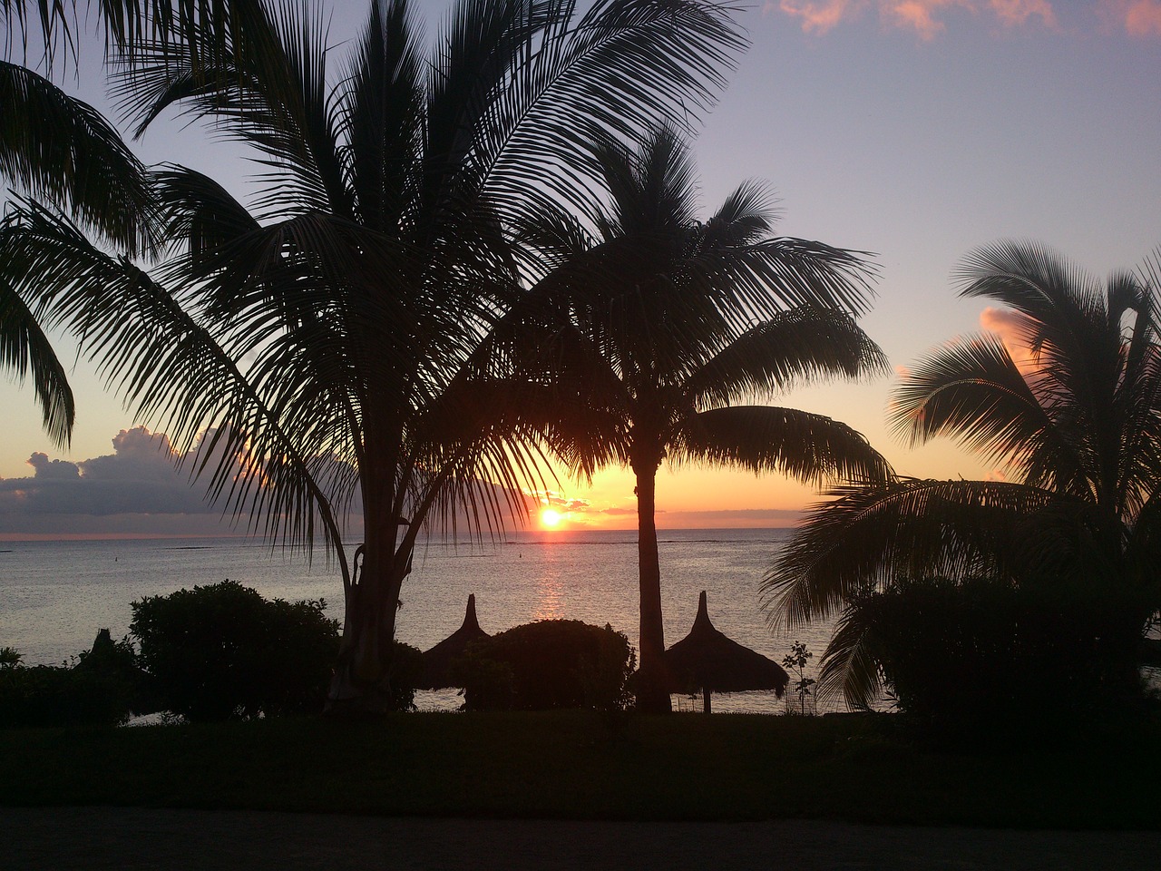 sunset palm trees beach free photo