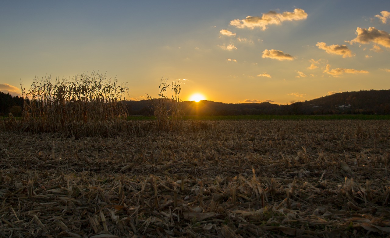 sunset field corn free photo