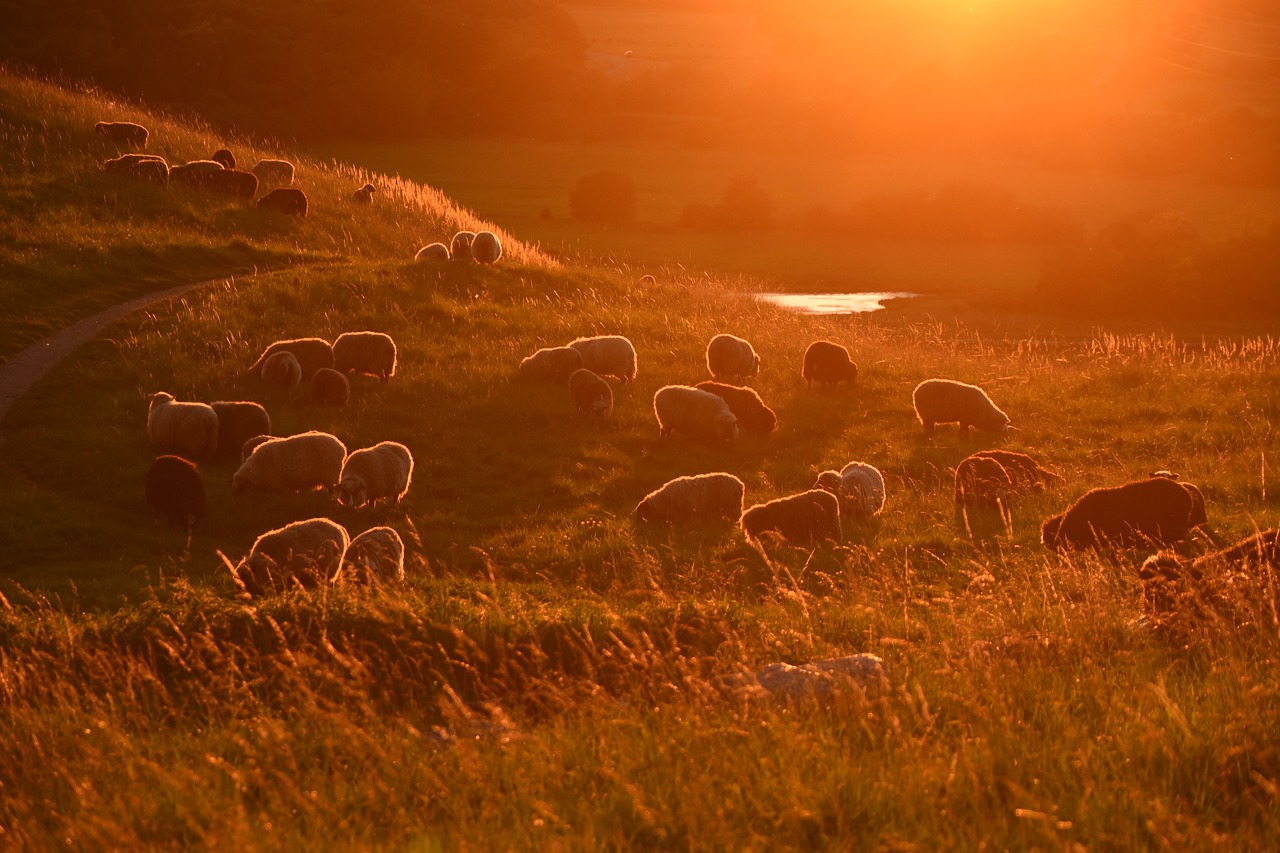 sunset sheep livestock free photo