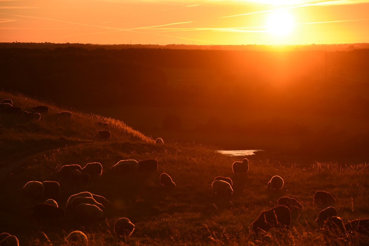 sunset sheep nature free photo