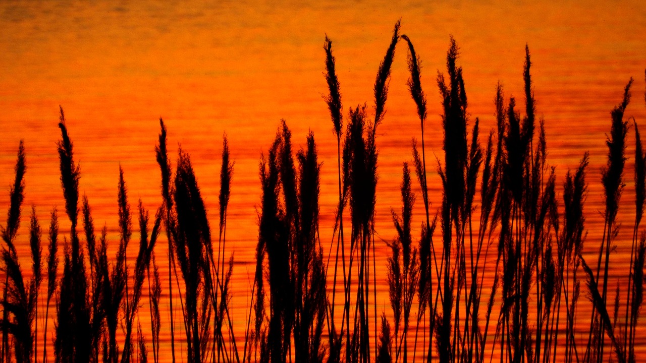 sunset reed red free photo
