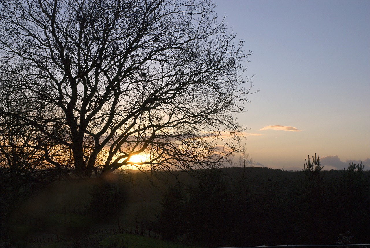 sunset tree sun free photo