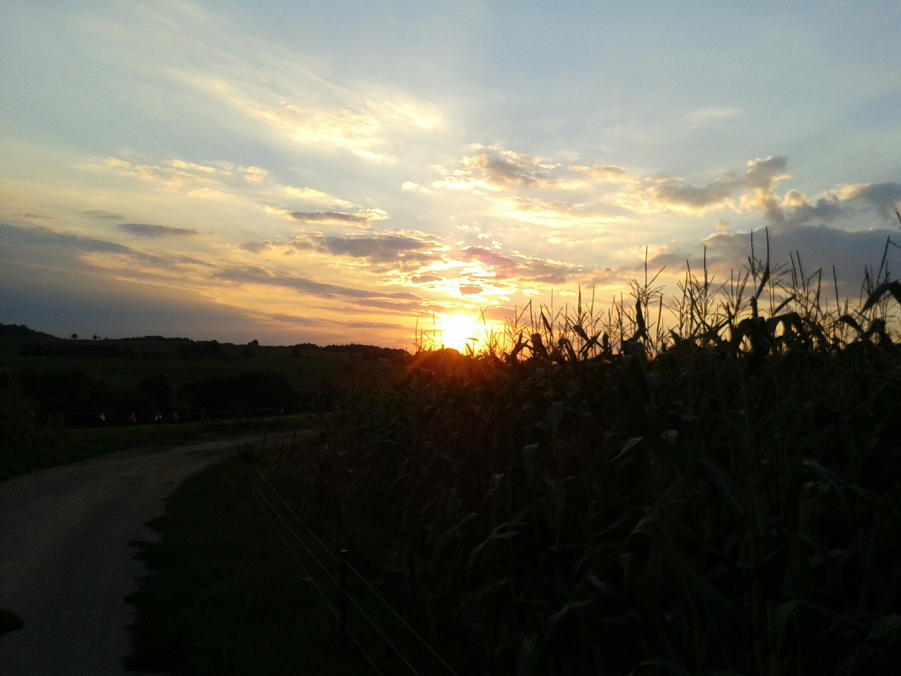 sunset away cornfield free photo