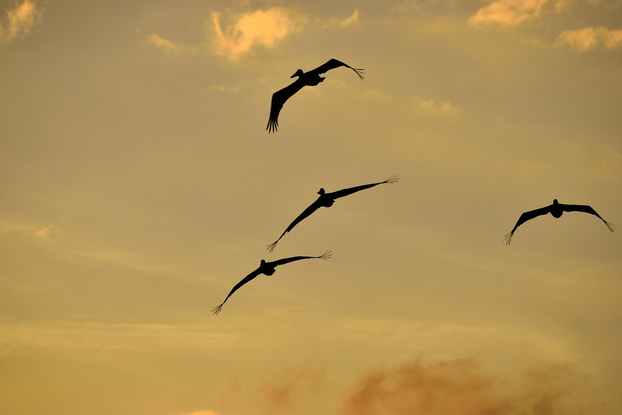 sunset florida birds free photo