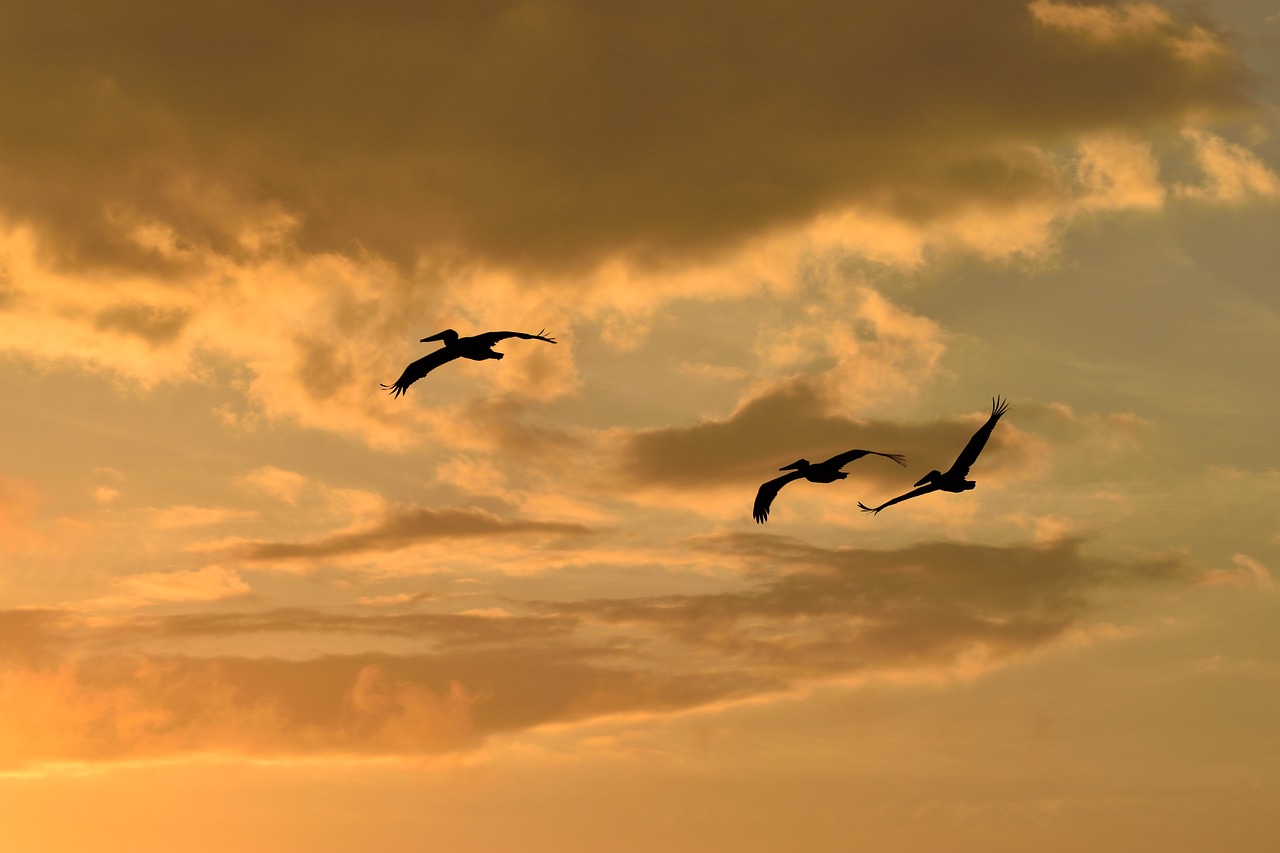 sunset florida birds free photo