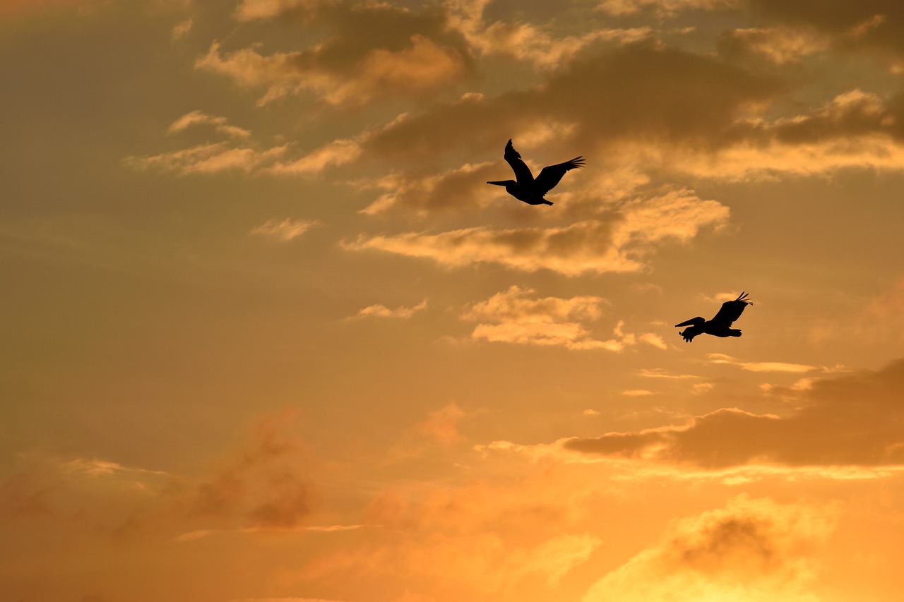 sunset florida birds free photo