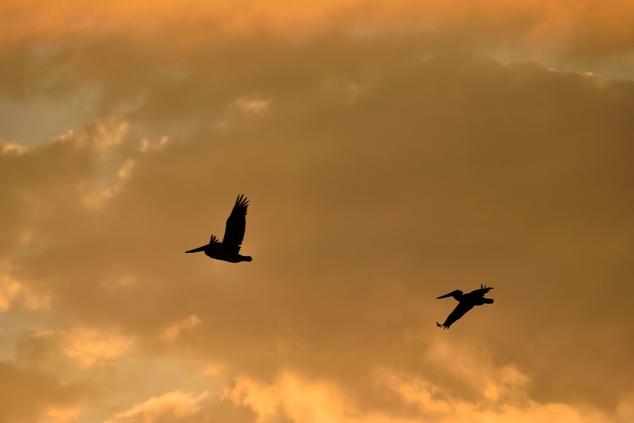 sunset florida birds free photo