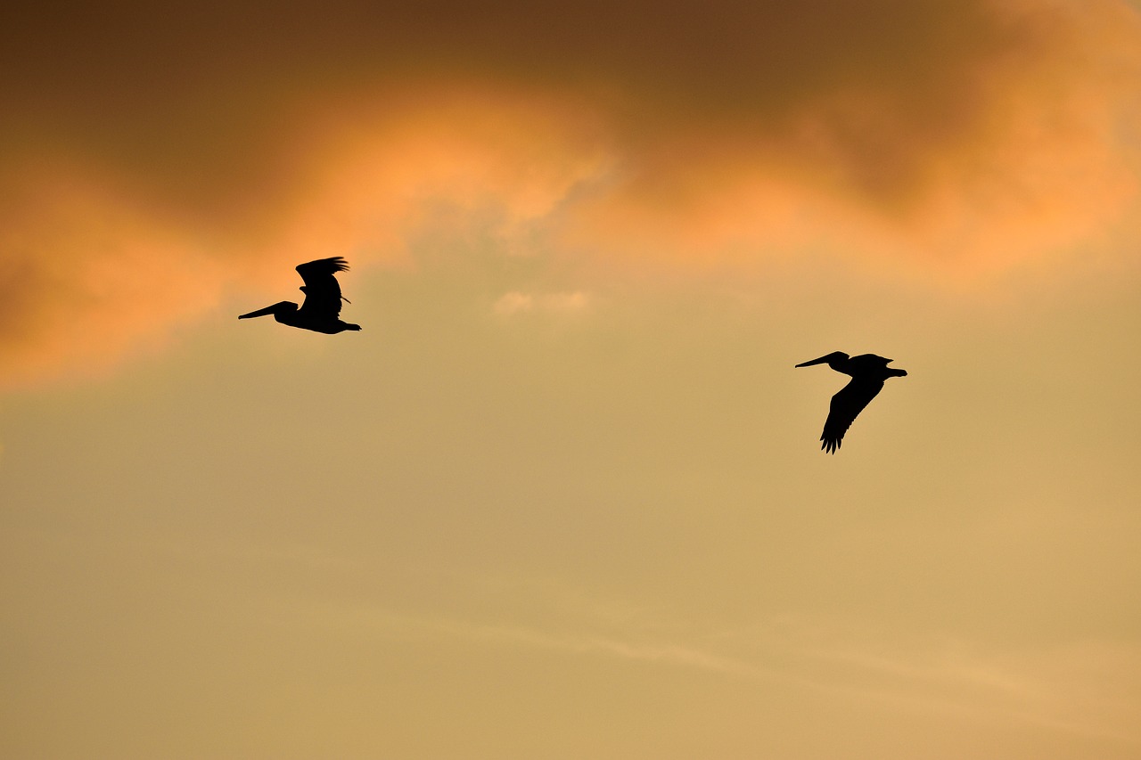 sunset florida birds free photo