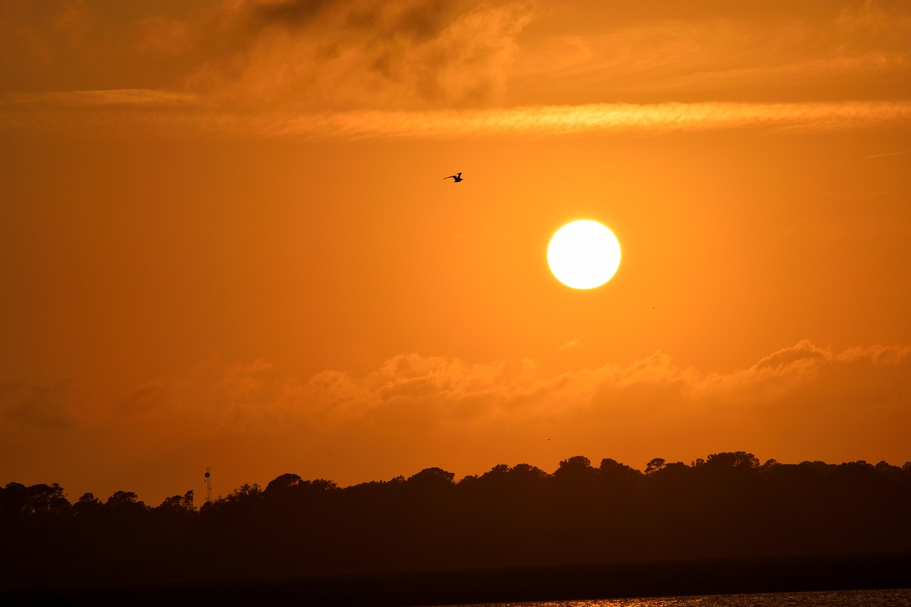 sunset florida birds free photo