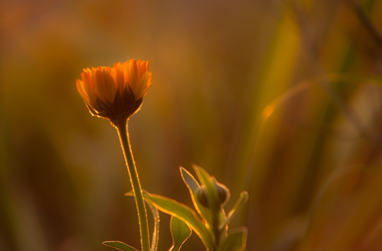 sunset orange flower free photo