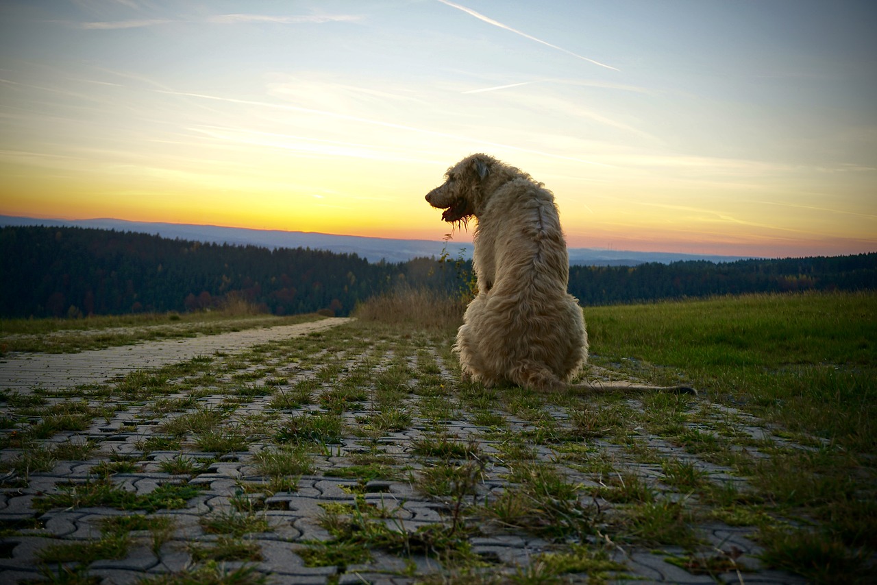 sunset dog abendstimmung free photo