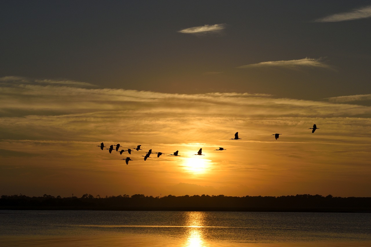 sunset florida birds free photo