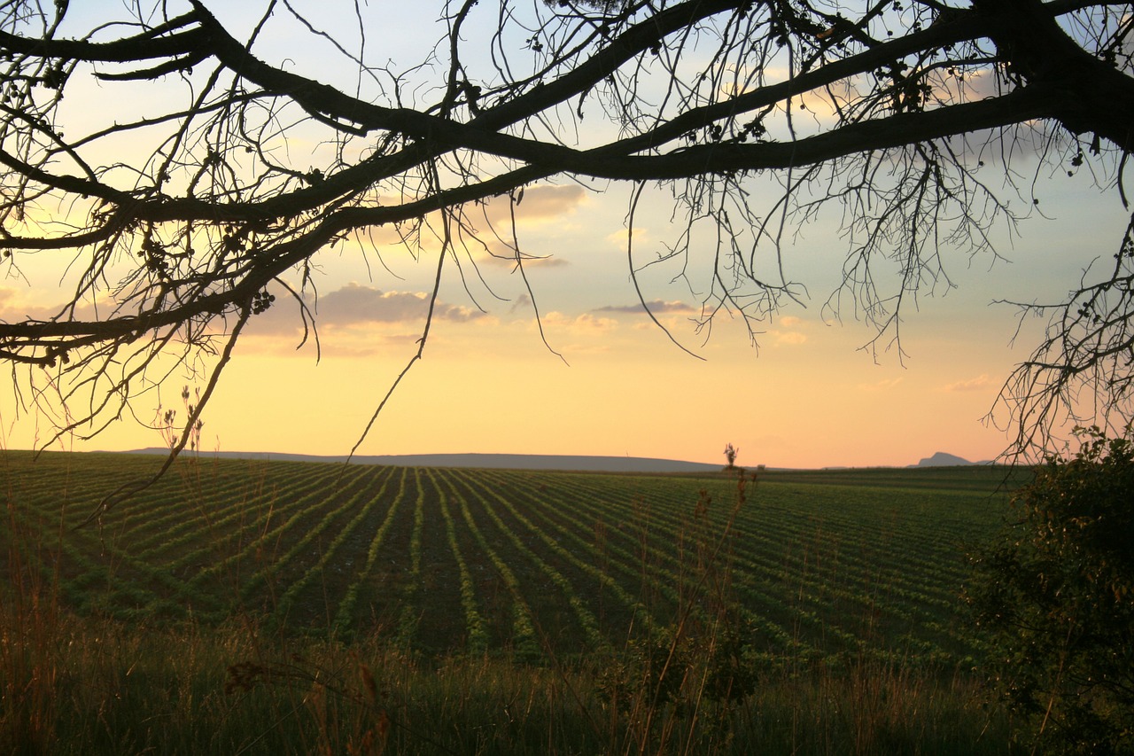 sunset transverse tree branches soft colors free photo