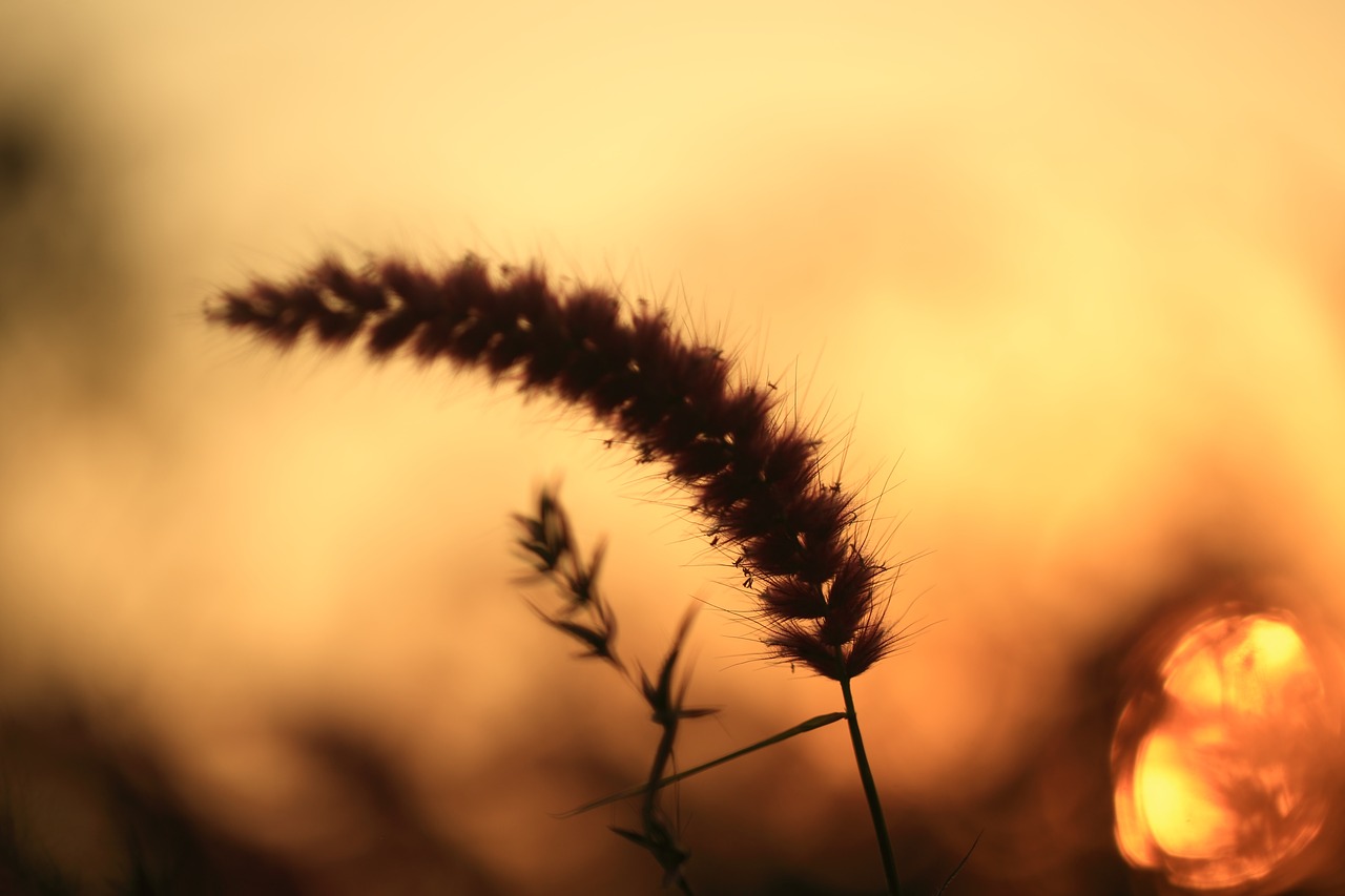 sunset evening sky free photo