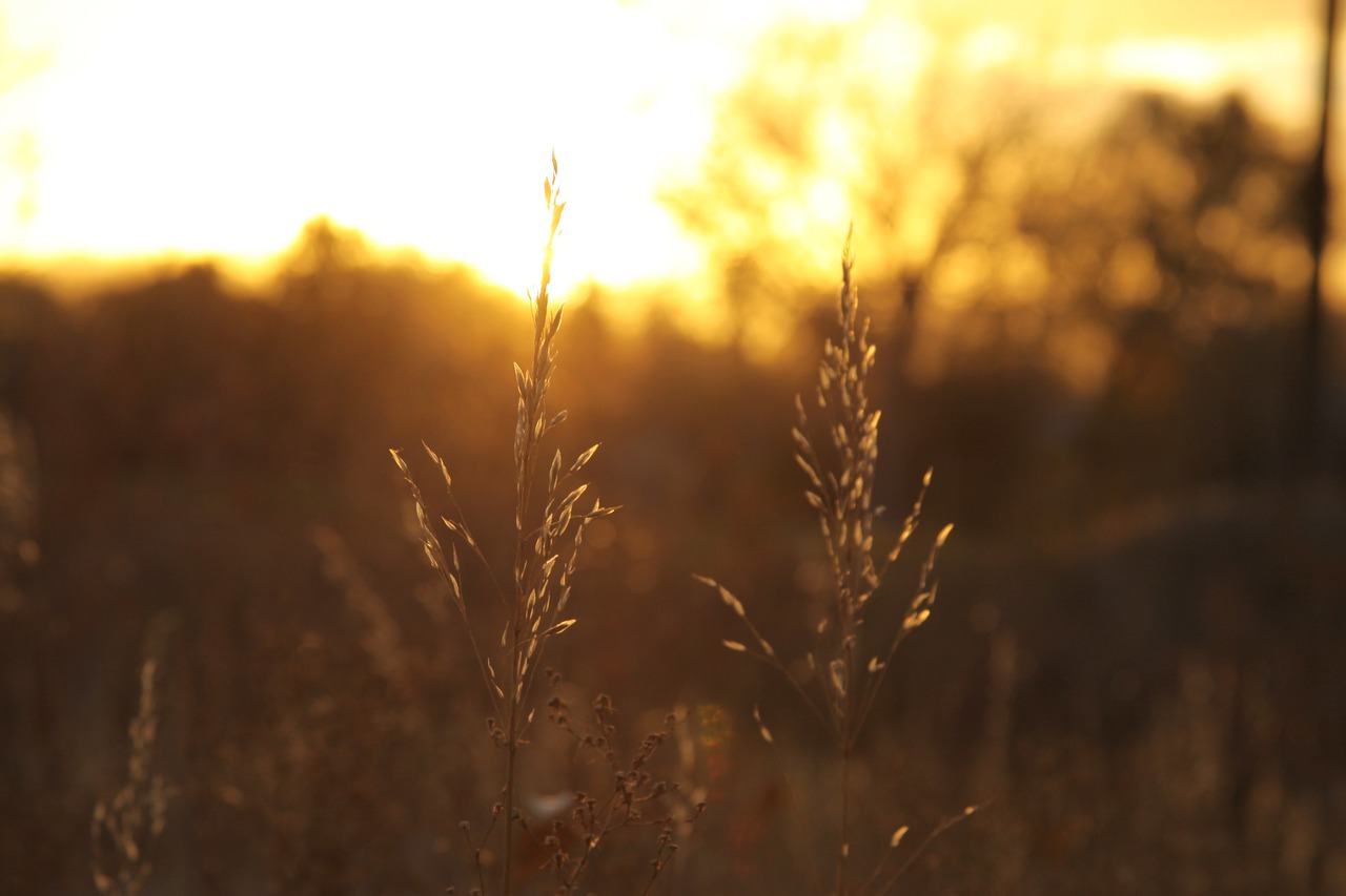 sunset wheat sunlight free photo