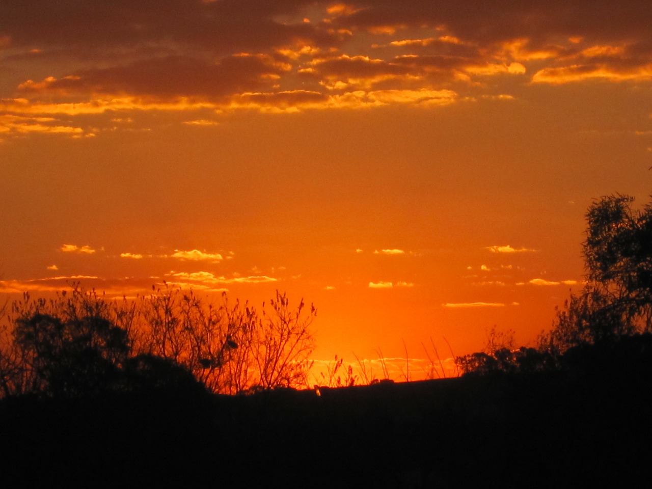 sunset orange-gold vivid free photo