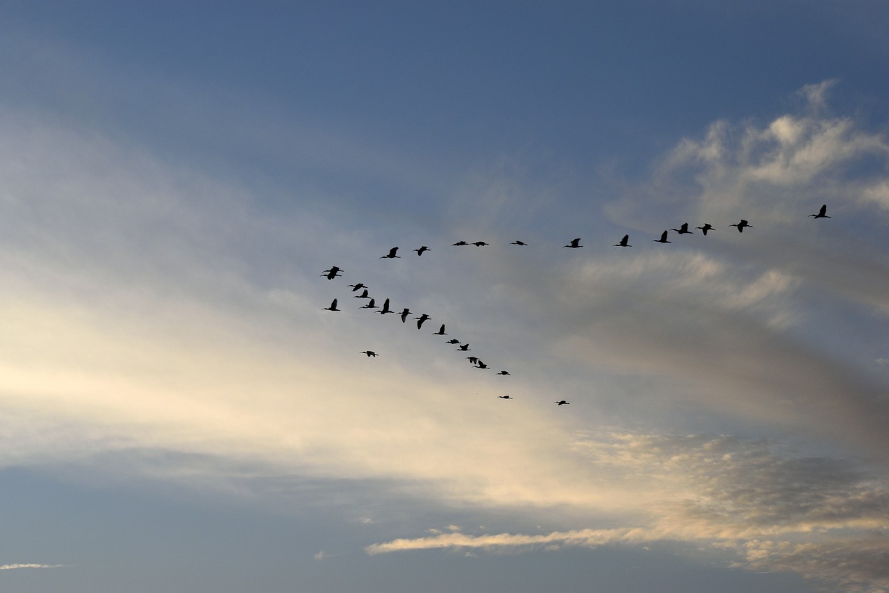 sunset birds herons free photo