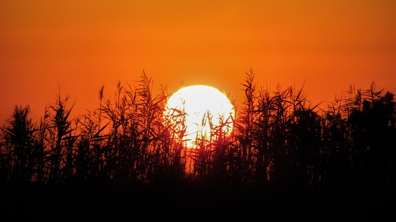 sunset sun reeds free photo