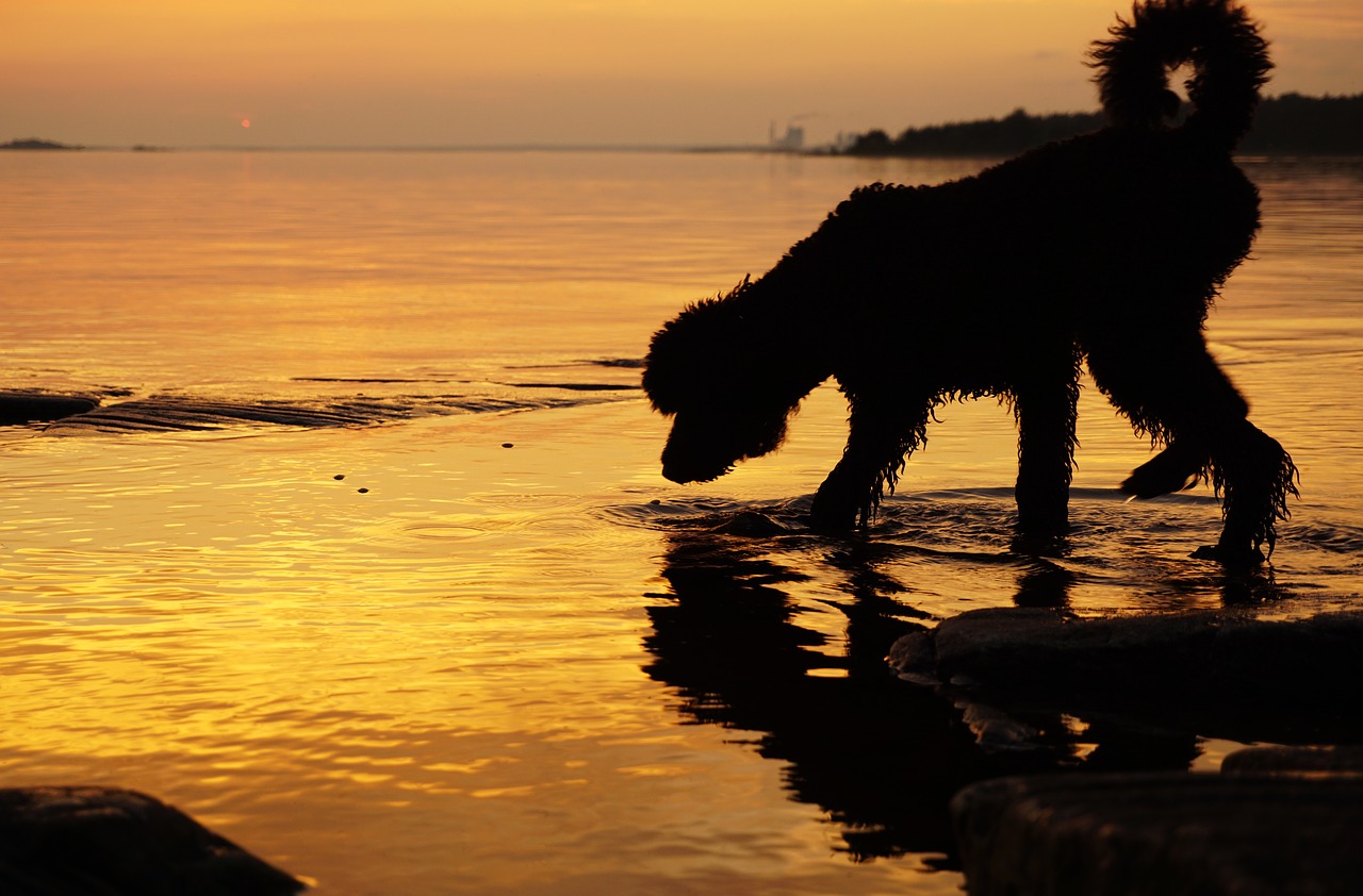 sunset dog water free photo