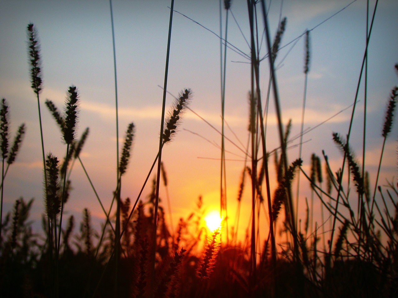 sunset sun plants free photo