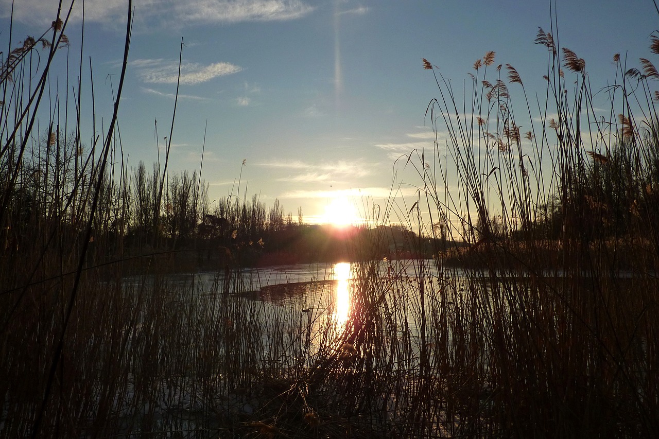 sunset reeds lake free photo
