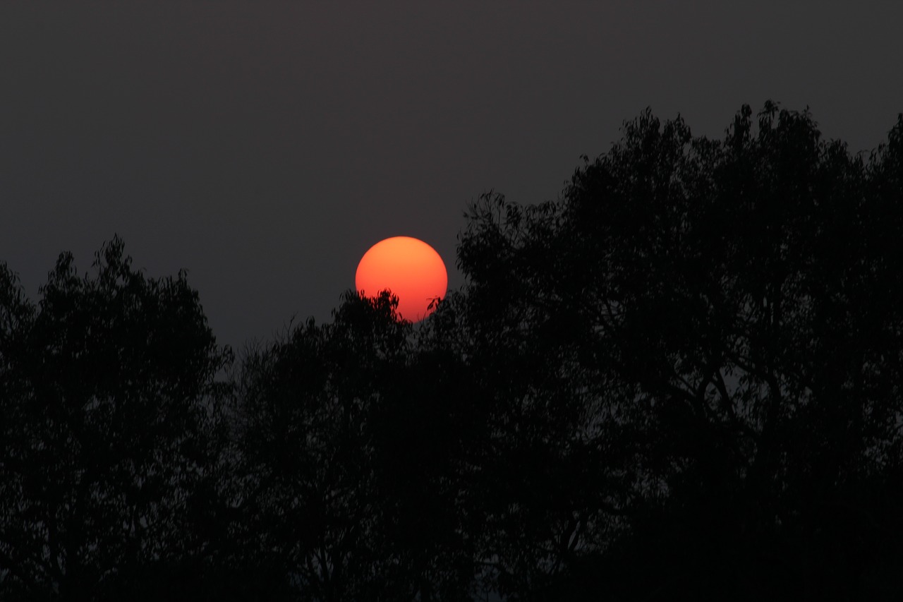 sunset red tree free photo