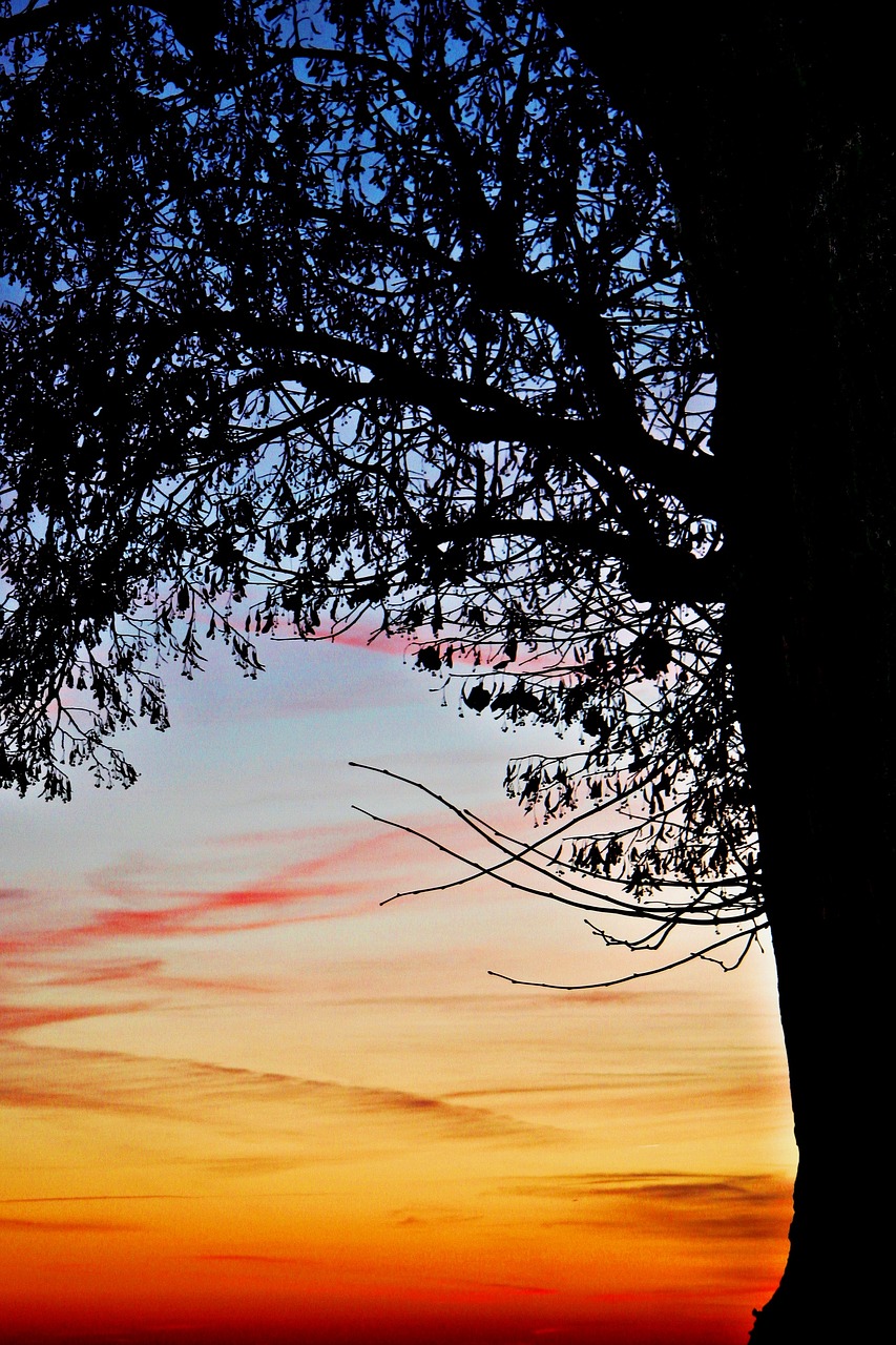 sunset tree nature free photo