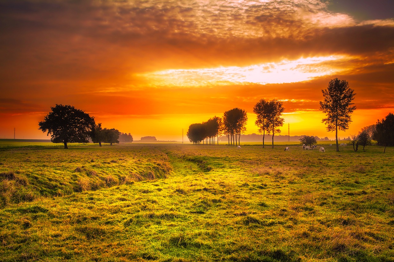 sunset field meadow free photo