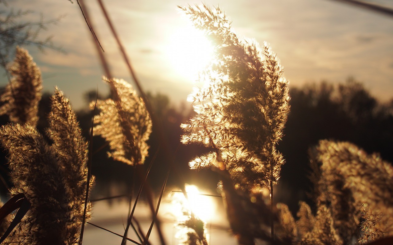 sunset against day reeds free photo