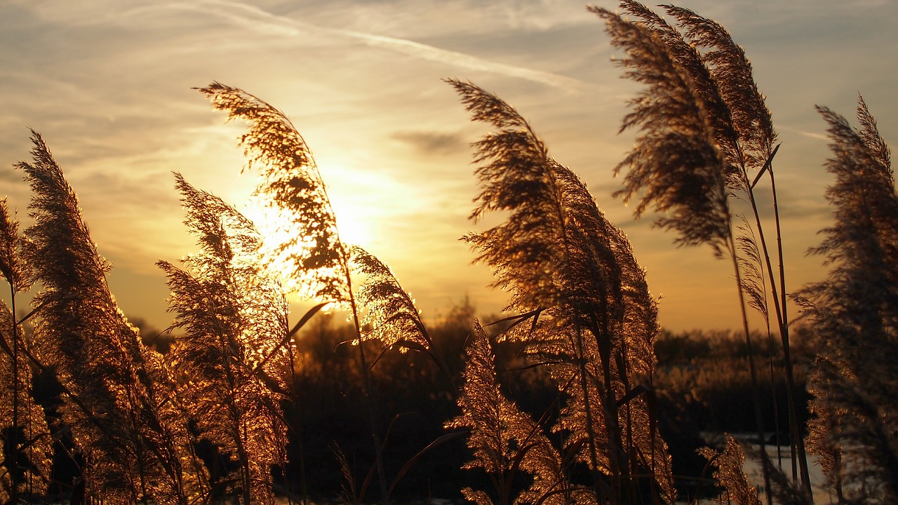 sunset reeds light free photo