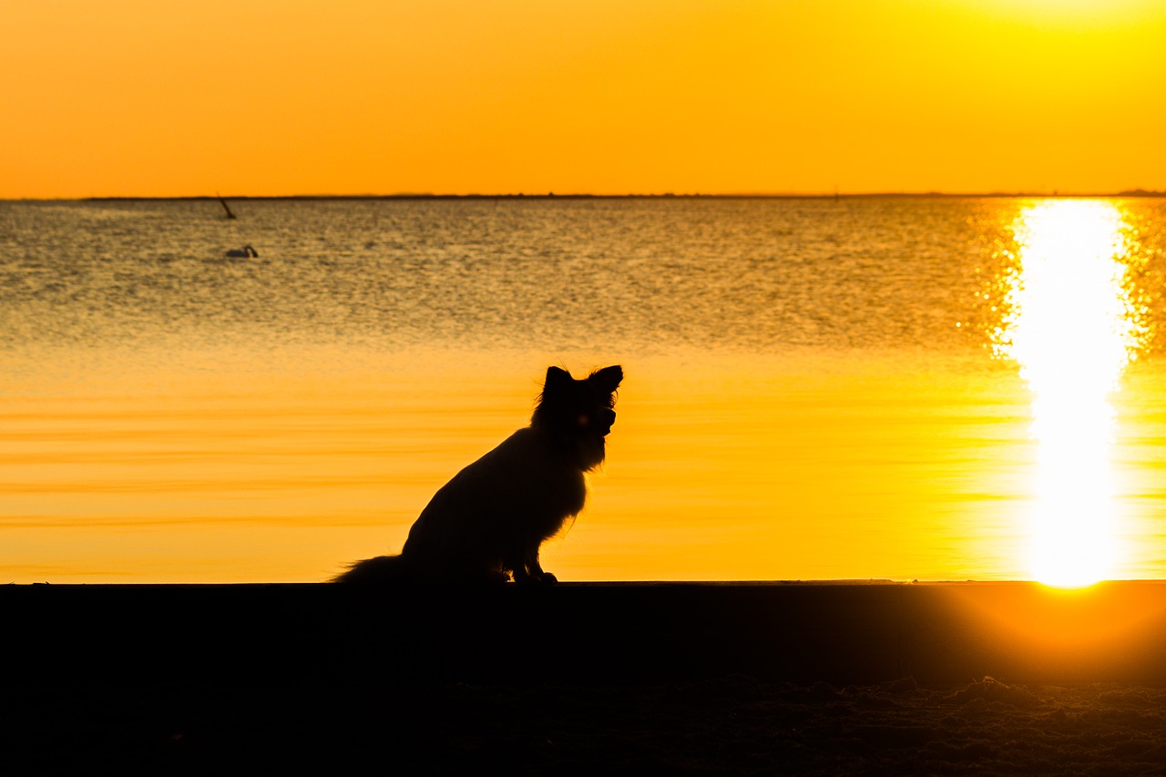 sunset sea back light free photo