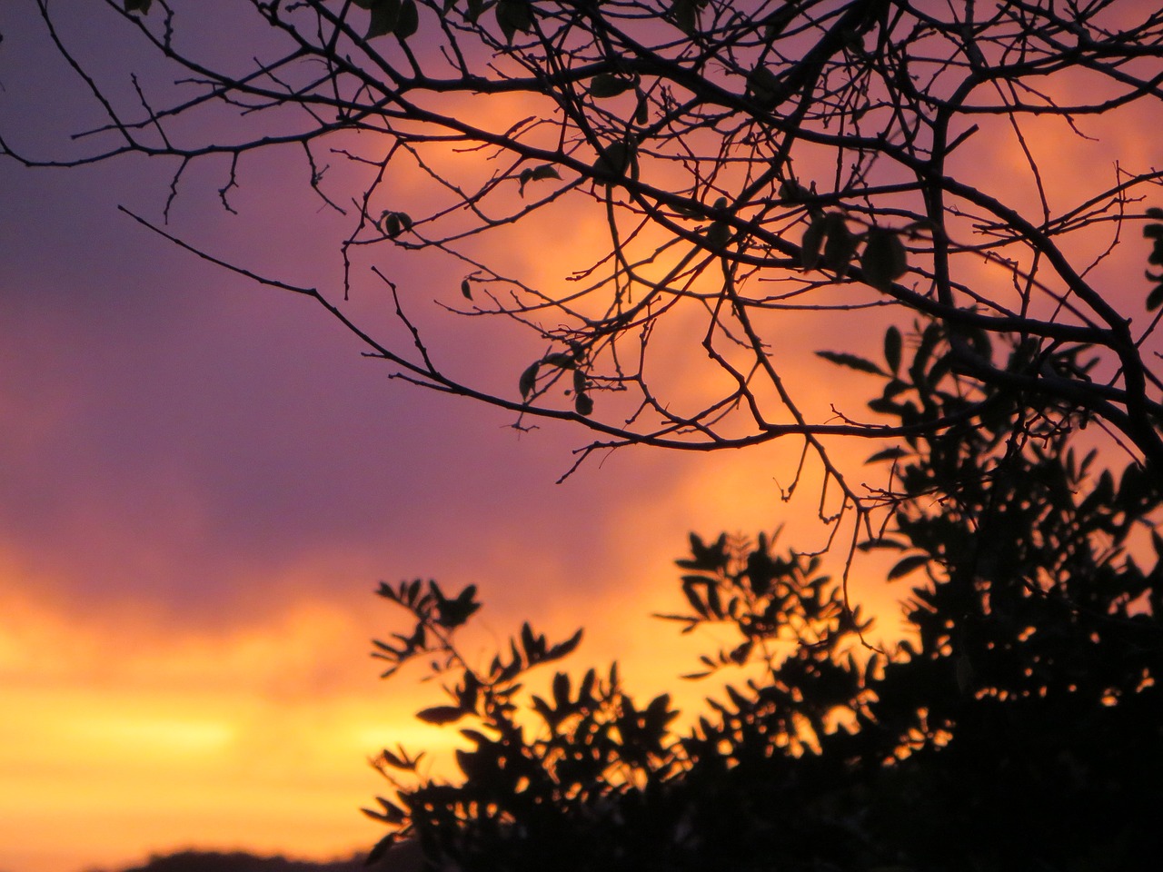 sunset silhouette trees free photo