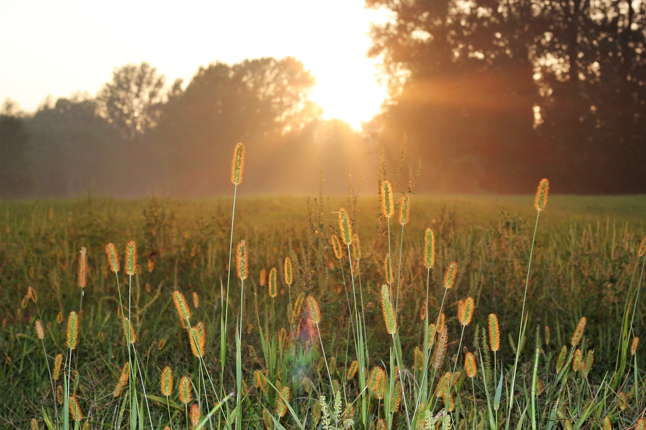 sunset grass green free photo