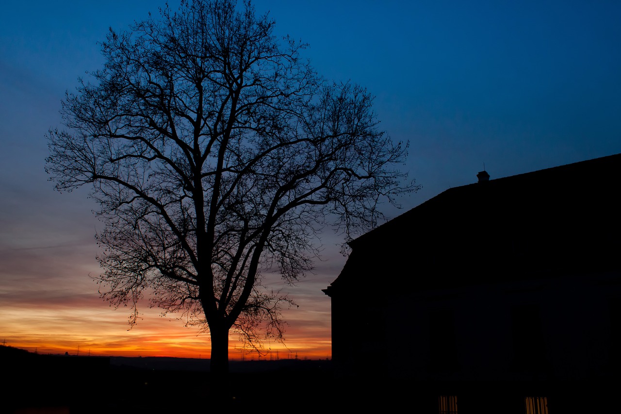 sunset marbach tree free photo