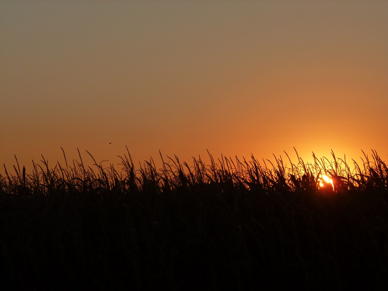 sunset red italy free photo