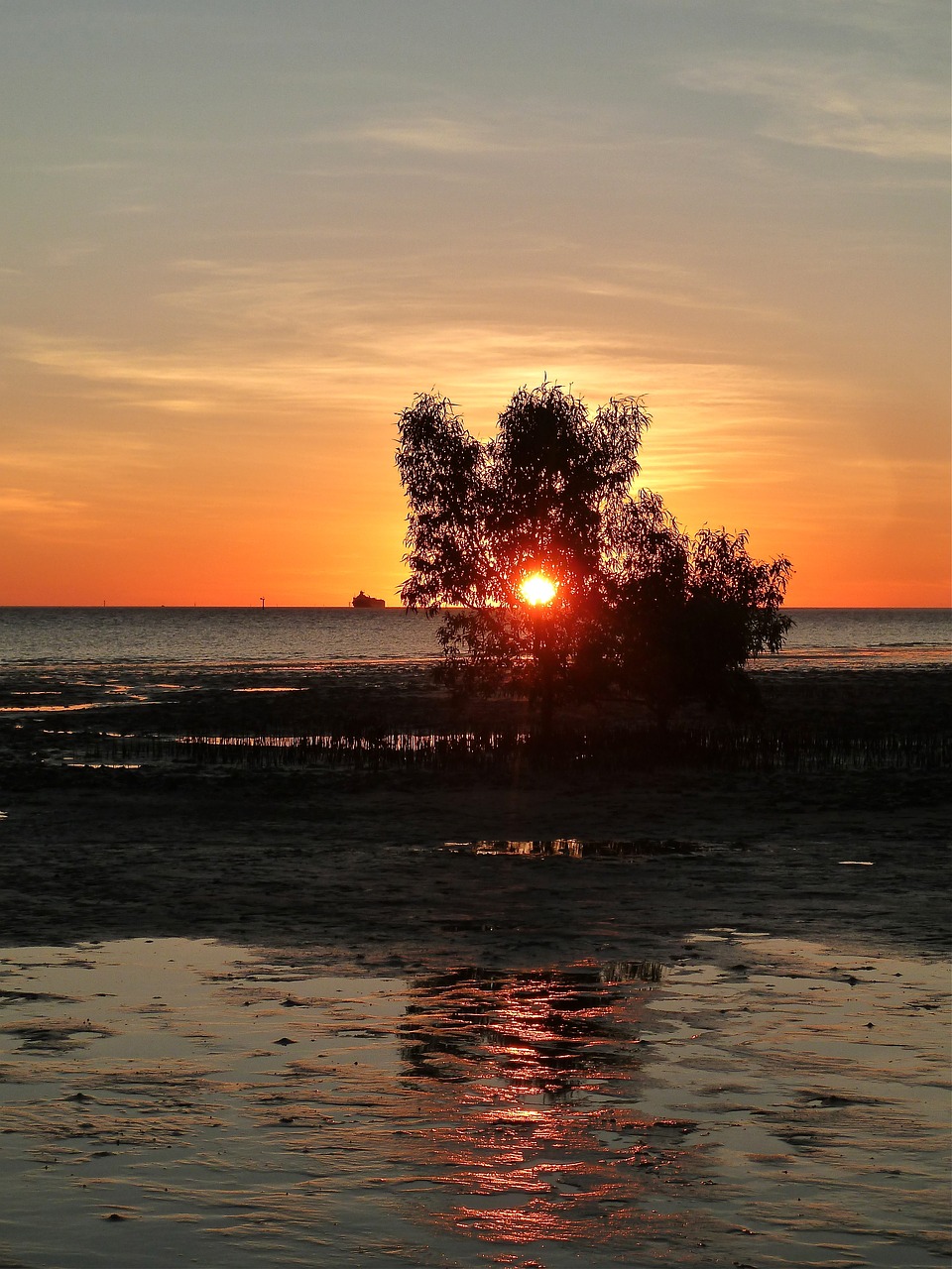 sunset tree evening free photo