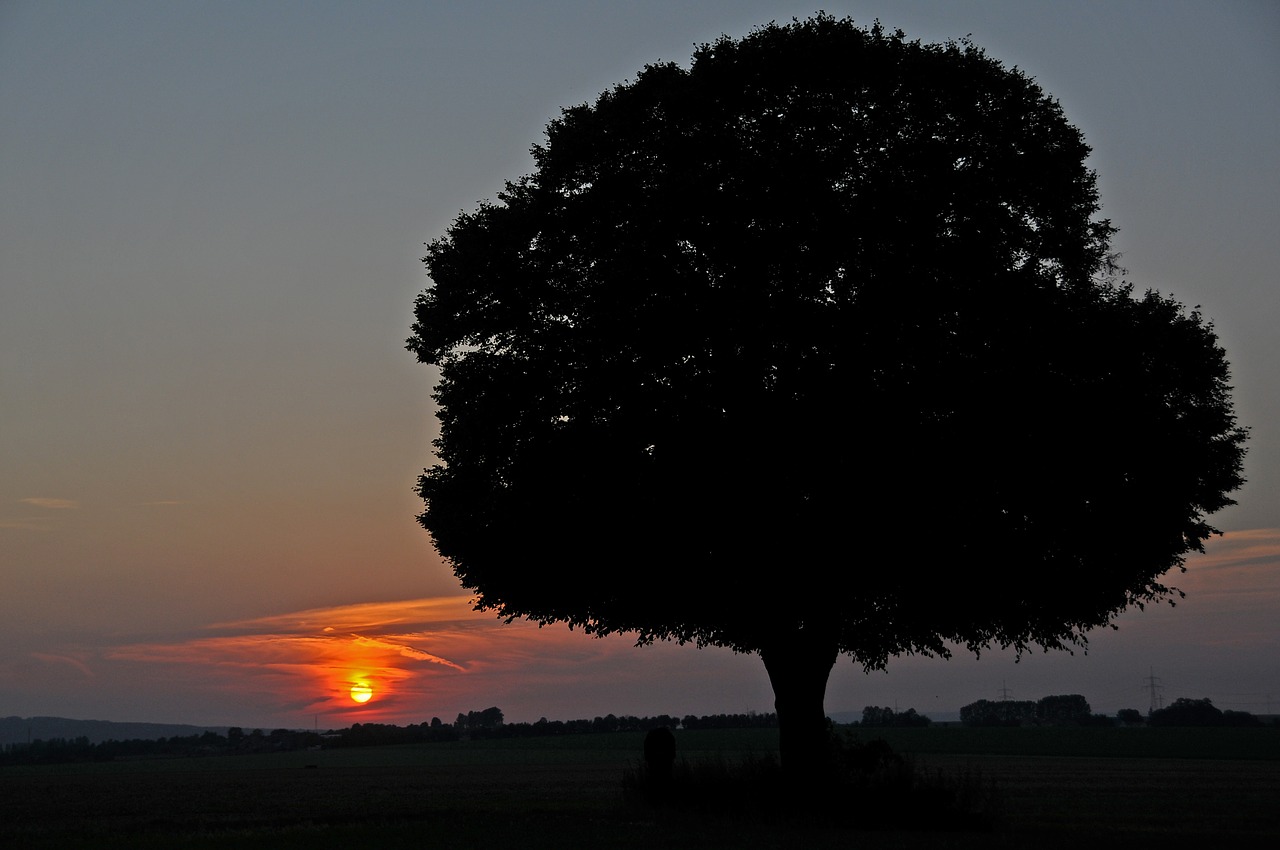 sunset sun tree free photo