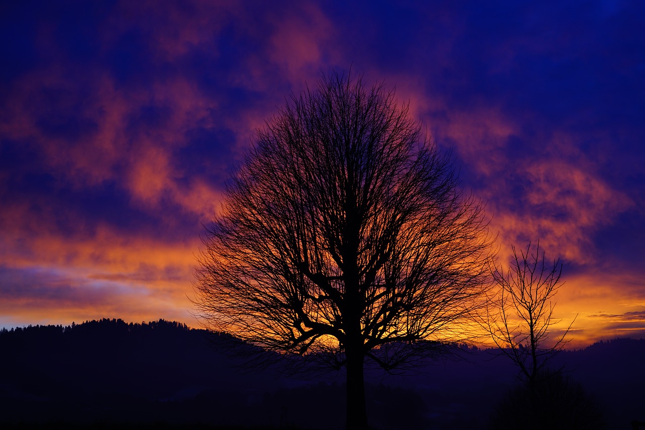 sunset tree aesthetic free photo