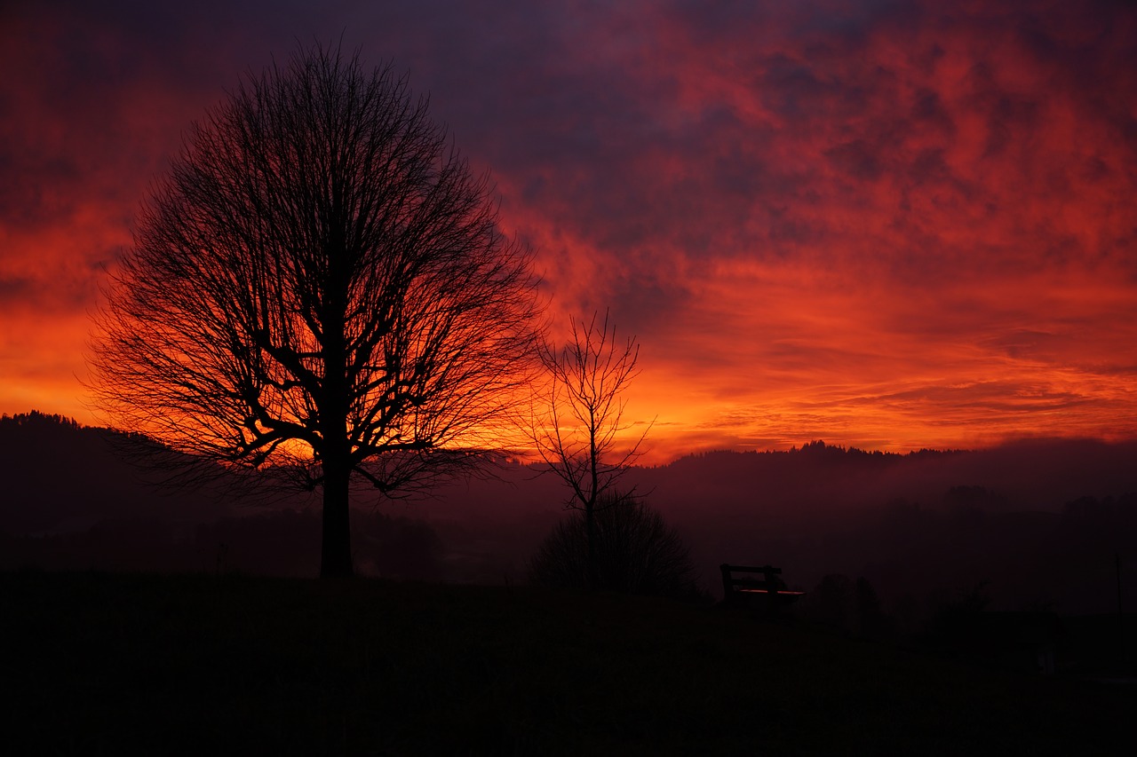 sunset tree aesthetic free photo