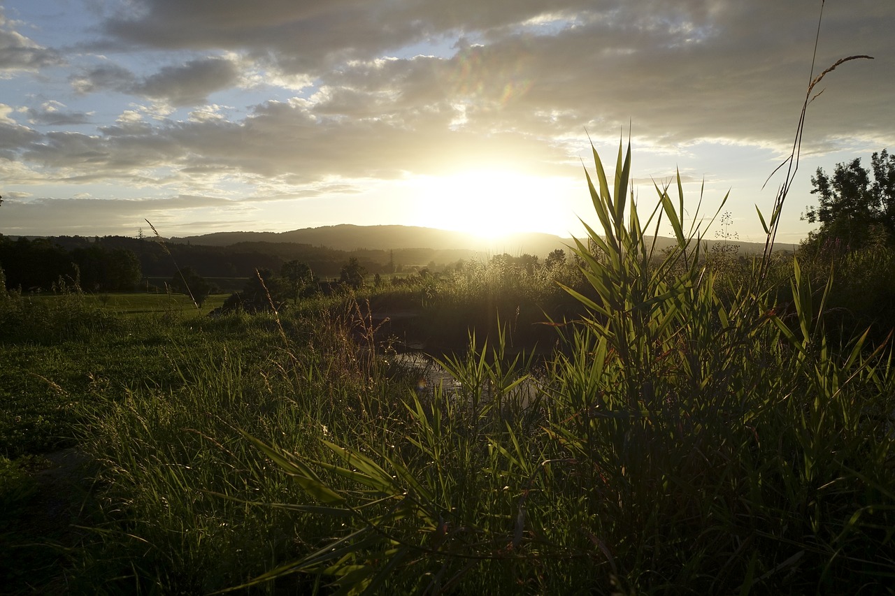 sunset grass grasses free photo