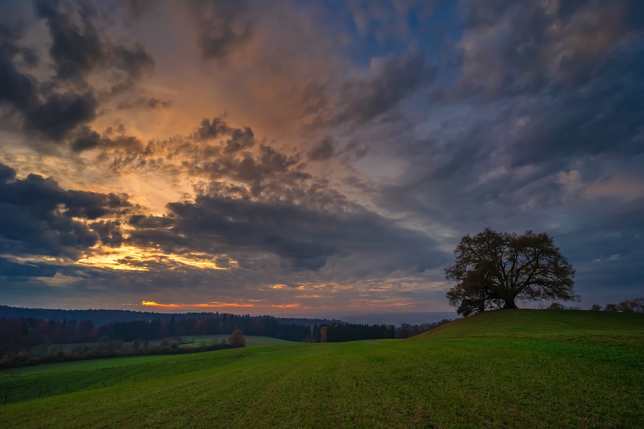 sunset tree twilight free photo