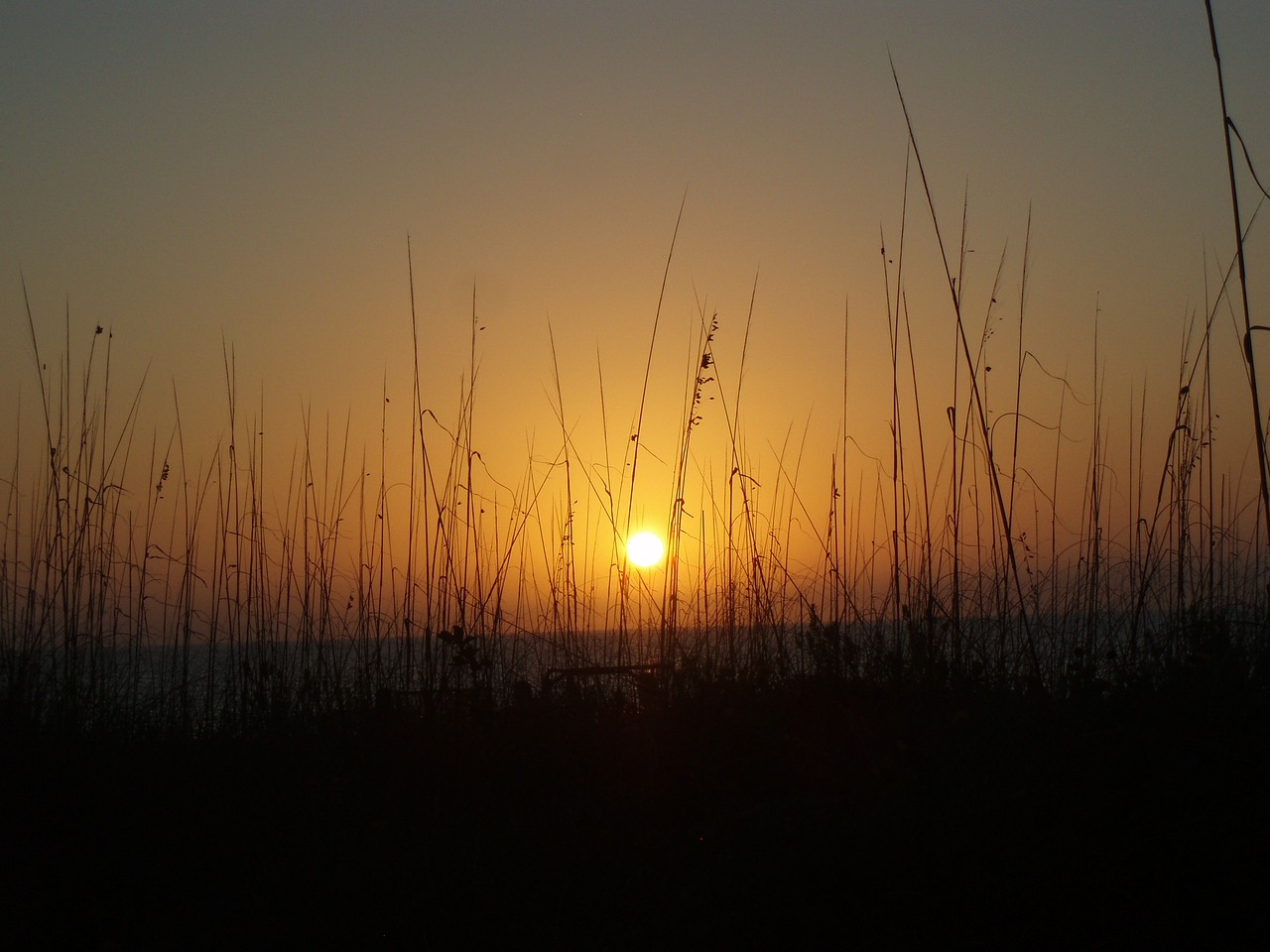 sunset grass nature free photo