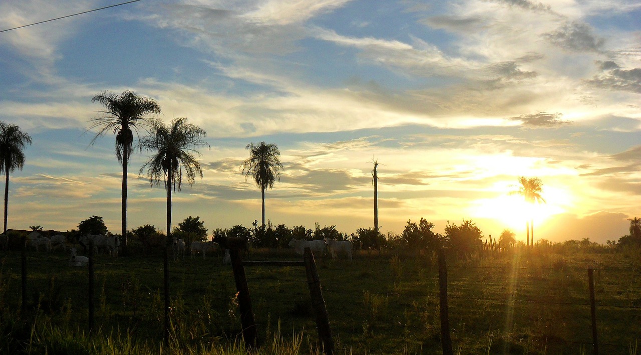 sunset palm trees paraguay free photo