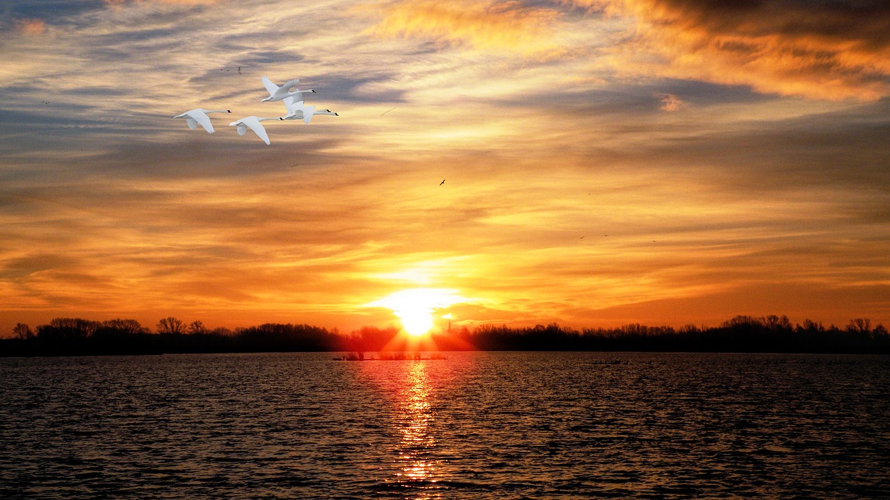 sunset lake swans free photo
