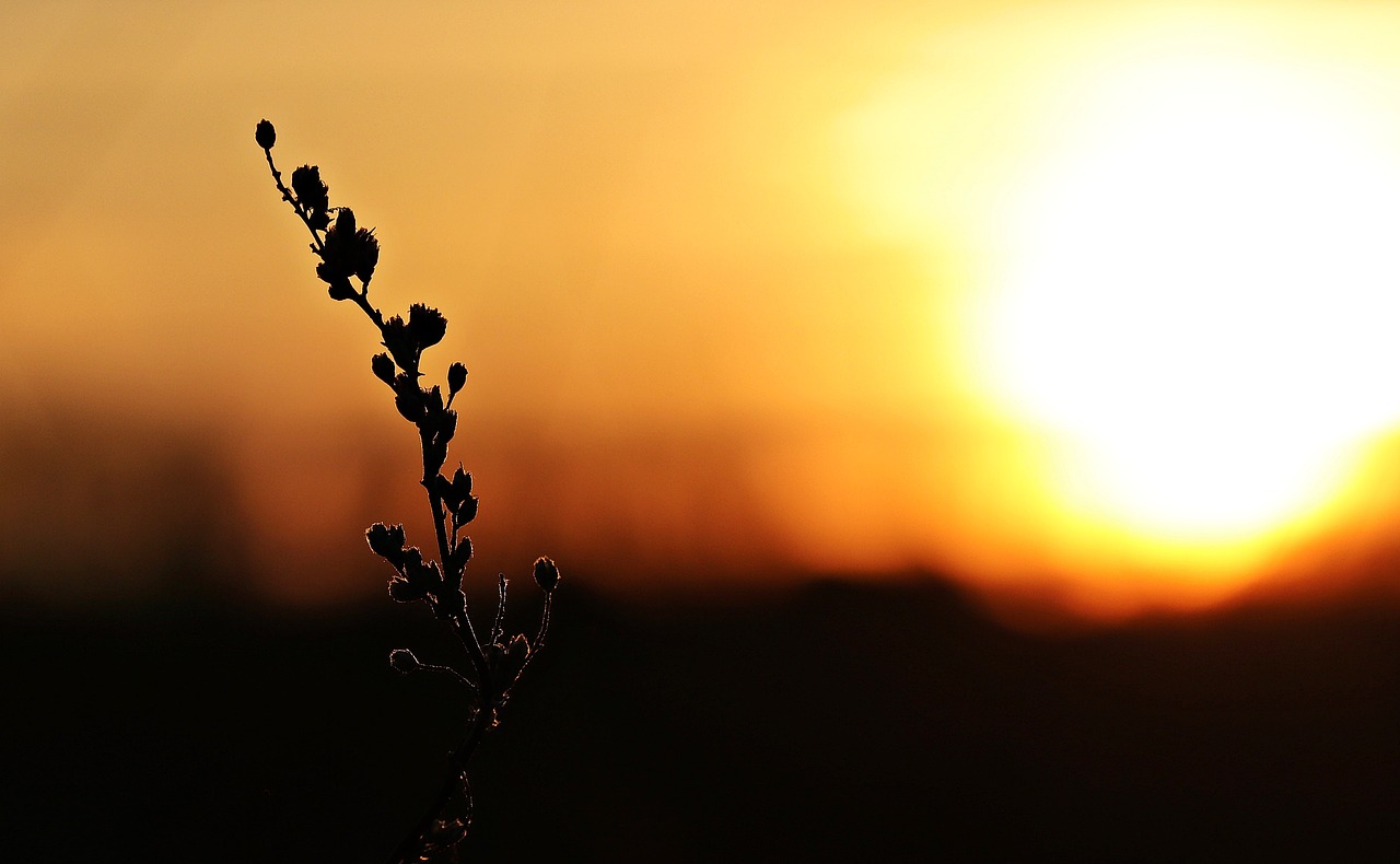 sunset sun evening sky free photo