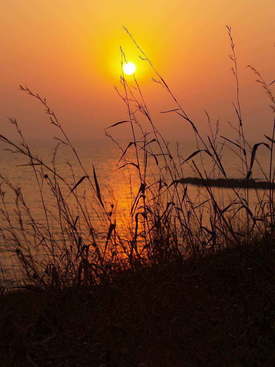 sunset india wild grass free photo