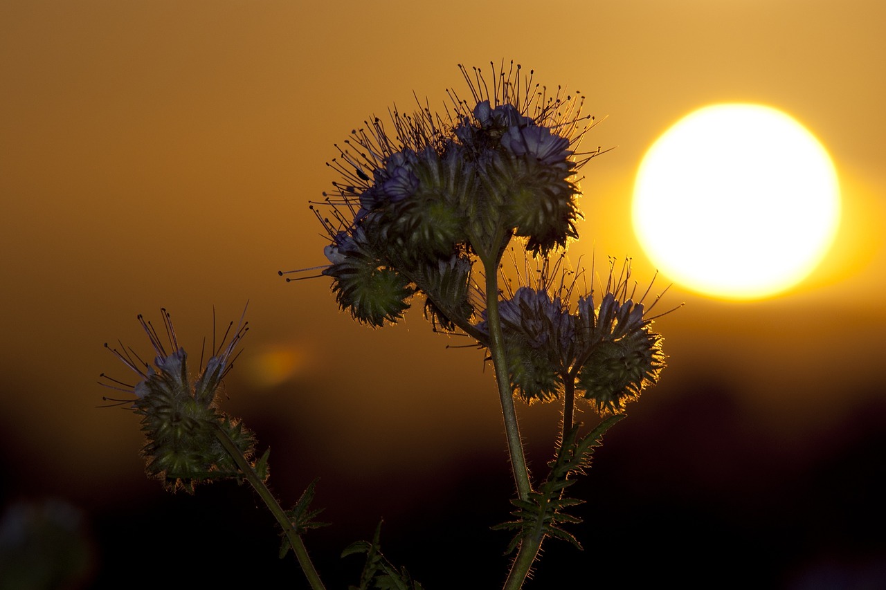 sunset phacelia abendstimmung free photo